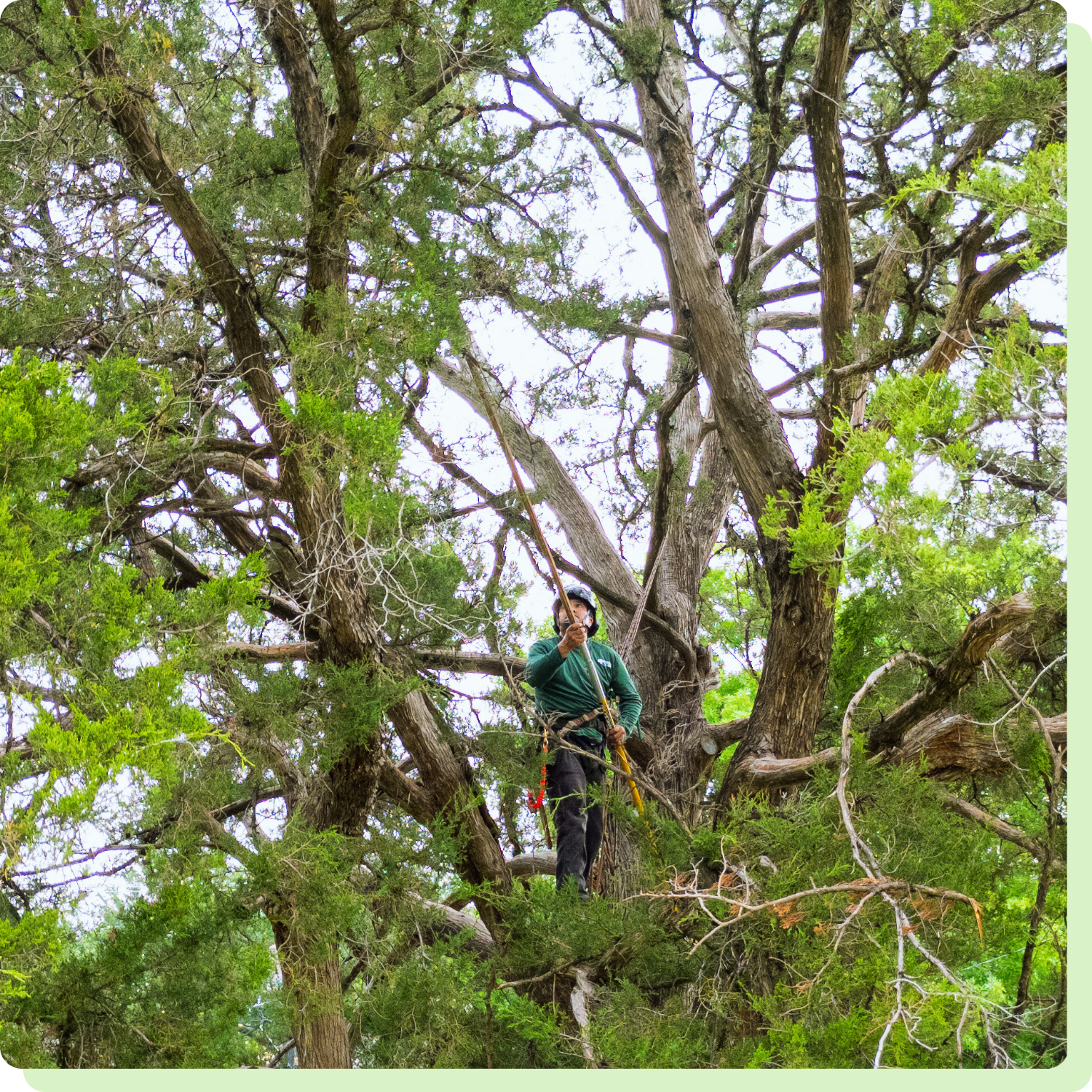 How Monarch Tree Service Can Help