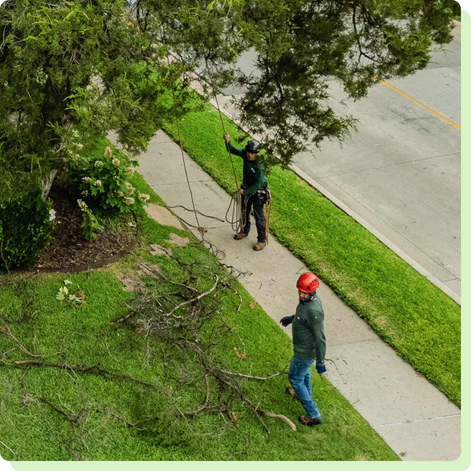 Trusted Tree Service in Fort Worth, TX
