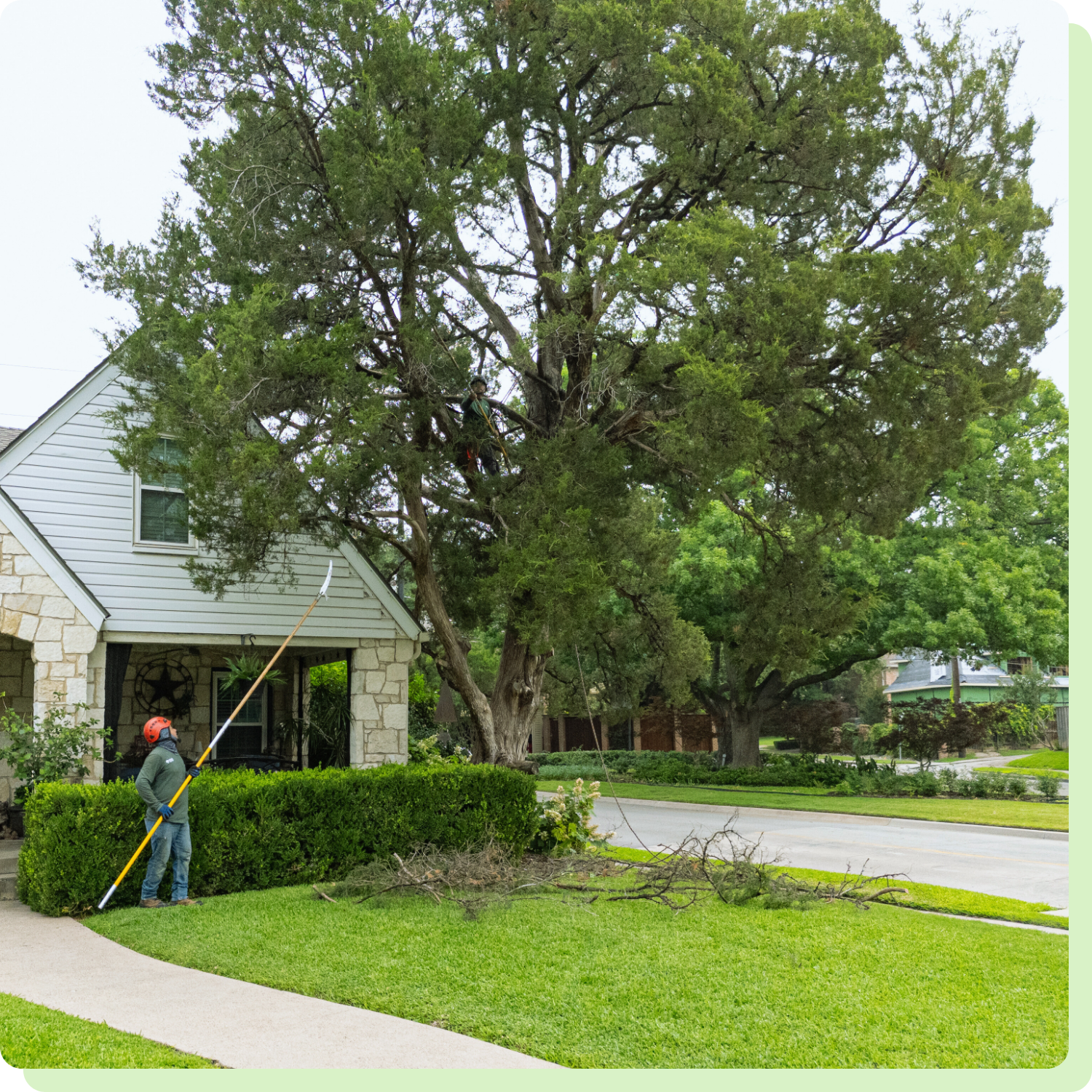 Expert Tree Care In Dallas