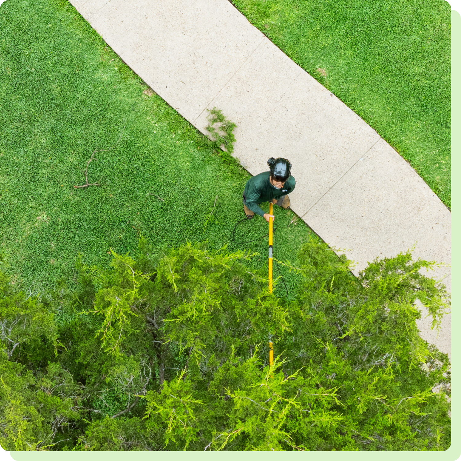 Plano & Frisco Tree Care Services