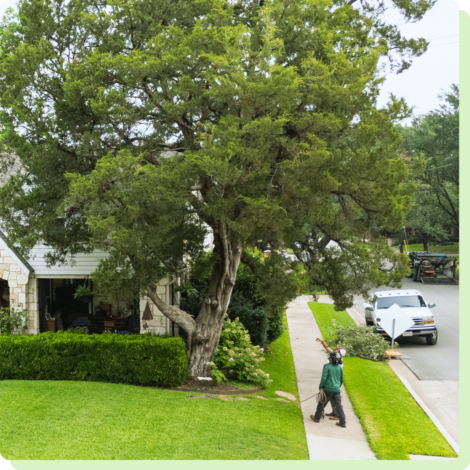 Quality Tree Care for Preston Hollow Homes